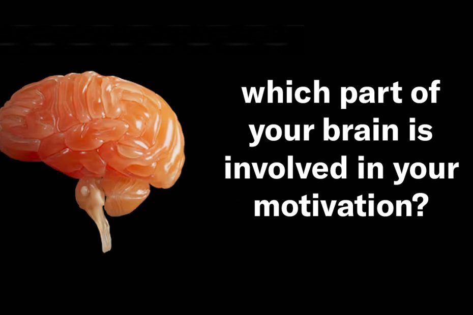 which part of your brain is involved in your motivation?